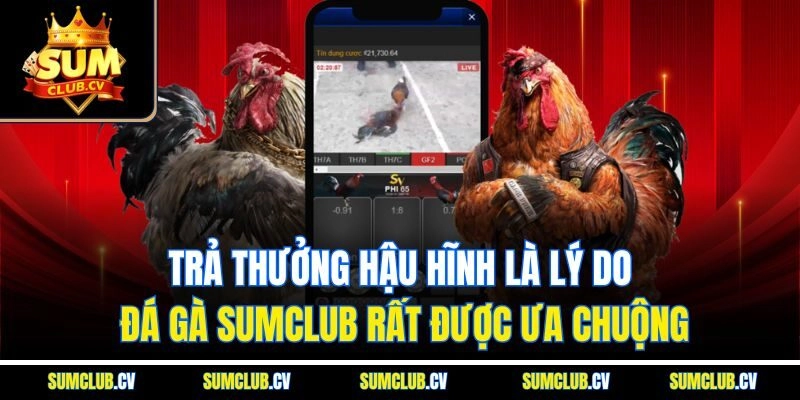Trả thưởng hậu hĩnh là lý do đá gà Sumclub rất được ưa chuộng
